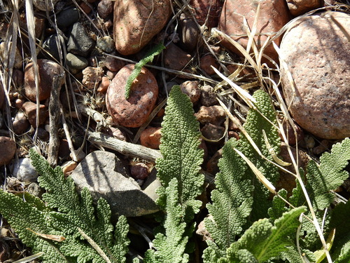 Salvia verbenaca (wild clary)