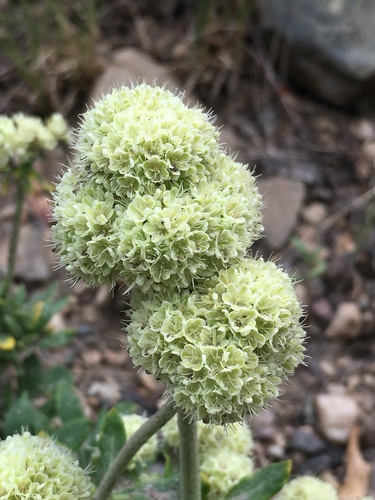 Eriogonum heracleoides (Parsnip-flowered Buckwheat) (alternate view 2)