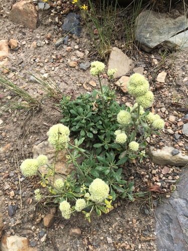 Eriogonum heracleoides (Parsnip-flowered Buckwheat) (alternate view 4)