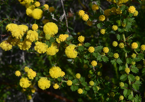 Acacia pulchella (Prickly Moses) (alternate view 8)