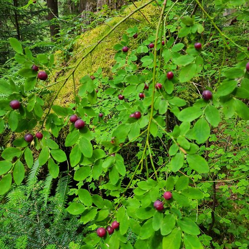Vaccinium parvifolium (red huckleberry)