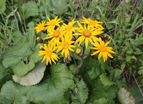 Ligularia dentata (ligularia) (alternate view 5)