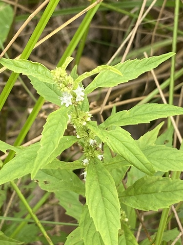 Lycopus uniflorus (northern bugleweed) (alternate view 7)