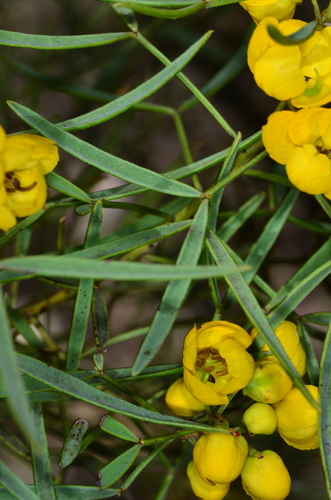 Senna artemisioides (silver senna) (alternate view 6)