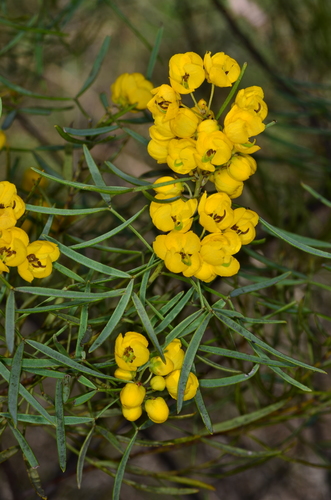 Senna artemisioides (silver senna) (alternate view 7)
