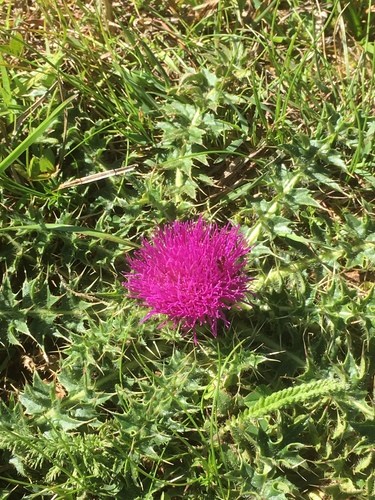 Cirsium acaulon (Stemless Thistle)