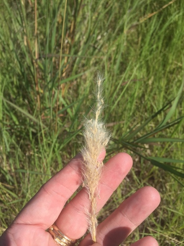 Bothriochloa torreyana (silver bluestem) (alternate view 2)