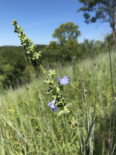Salvia azurea (giant blue sage) (alternate view 6)