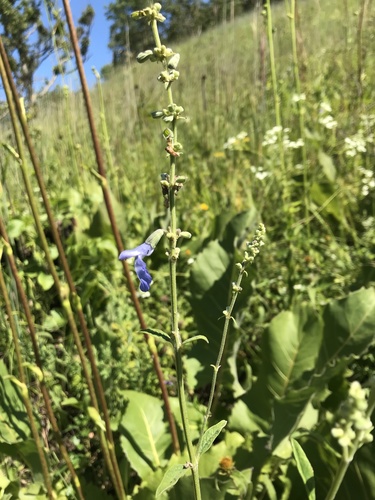 Salvia azurea (giant blue sage) (alternate view 7)