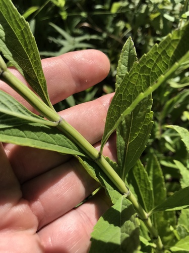 Salvia azurea (giant blue sage) (alternate view 8)