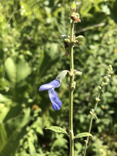 Salvia azurea (giant blue sage) (alternate view 10)