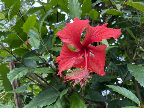 Hibiscus × archeri (Red Hibiscus) (alternate view 3)
