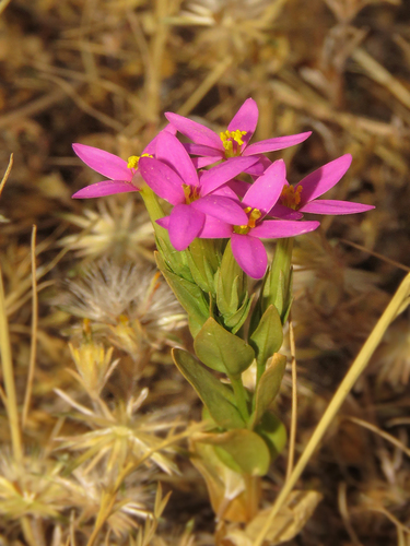 Centaurium (Centauries) (alternate view 5)