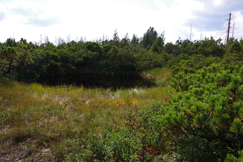 Pinus mugo (mugo pine) (alternate view 6)