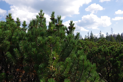 Pinus mugo (mugo pine) (alternate view 8)