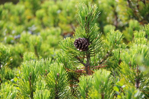 Pinus mugo (mugo pine) (alternate view 7)