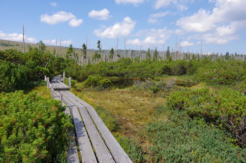Pinus mugo (mugo pine) (alternate view 9)