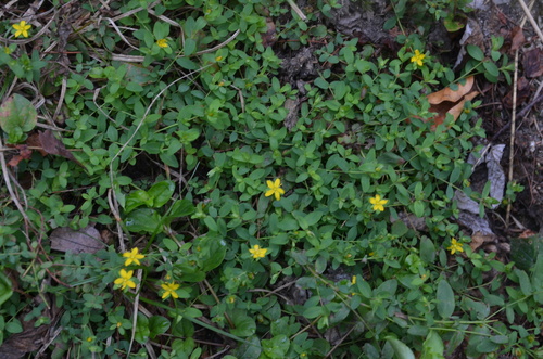 Hypericum humifusum (Trailing St John's-wort) (alternate view 5)