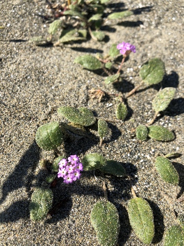 Abronia umbellata (Pink Sand Verbena) (alternate view 5)