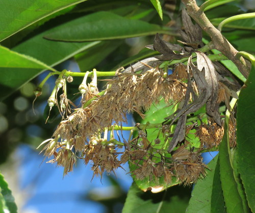 Elaeocarpus grandis (blue quandong) (alternate view 2)