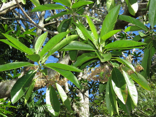 Elaeocarpus grandis (blue quandong)