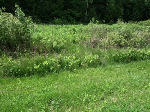 Carex nigra (smooth black sedge)