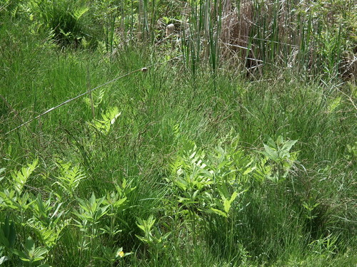 Carex nigra (smooth black sedge)