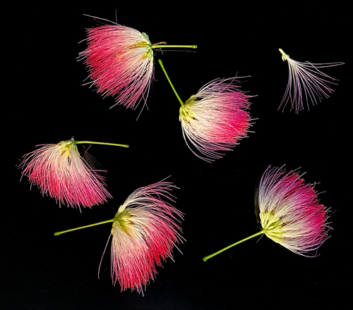 Albizia julibrissin (silk tree) (alternate view 4)