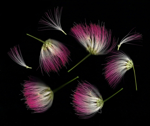 Albizia julibrissin (silk tree) (alternate view 5)
