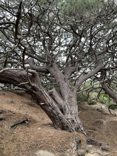 Pinus torreyana (Torrey pine) (alternate view 2)