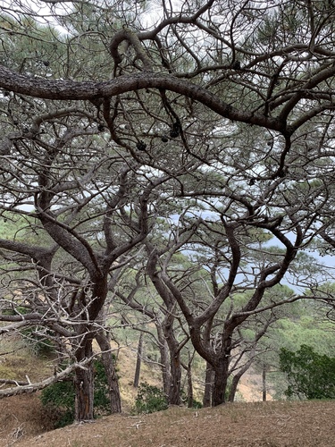 Pinus torreyana (Torrey pine) (alternate view 3)