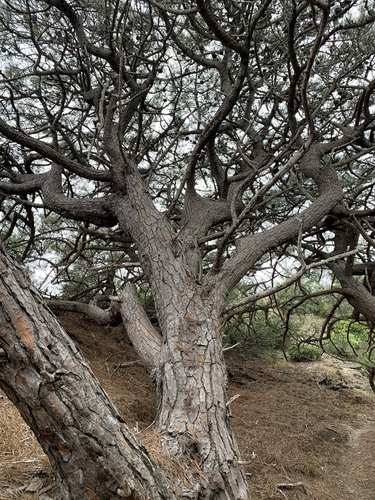 Pinus torreyana (Torrey pine) (alternate view 4)
