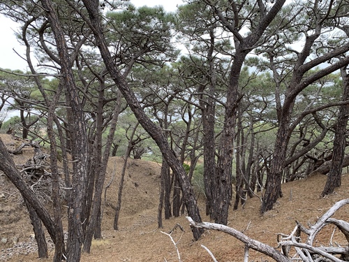 Pinus torreyana (Torrey pine)