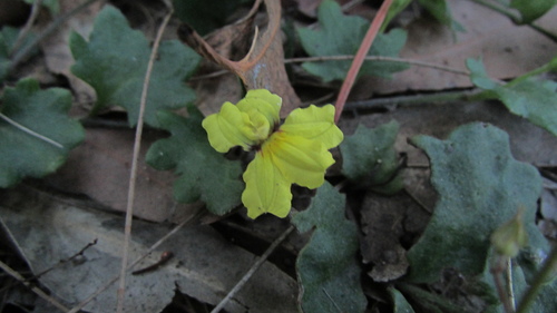 Goodenia rotundifolia (Star Goodenia) (alternate view 6)