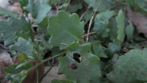 Goodenia rotundifolia (Star Goodenia) (alternate view 7)