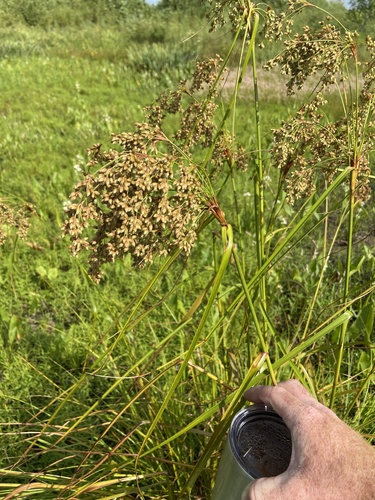 Scirpus cyperinus (Woolgrass)