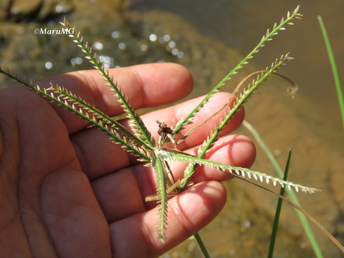 Eleusine indica (Goose Grass)