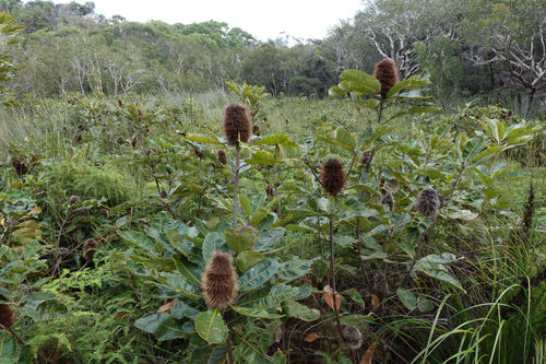 Banksia robur (Swamp Banksia) (alternate view 3)