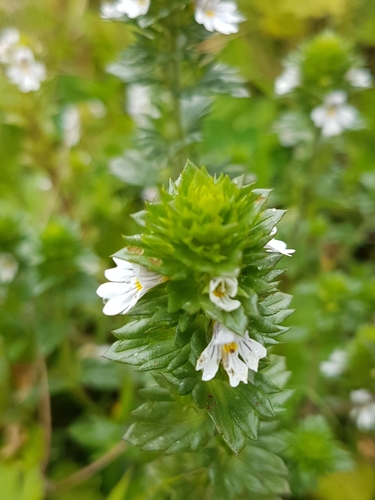Euphrasia nemorosa (Common Eyebright)