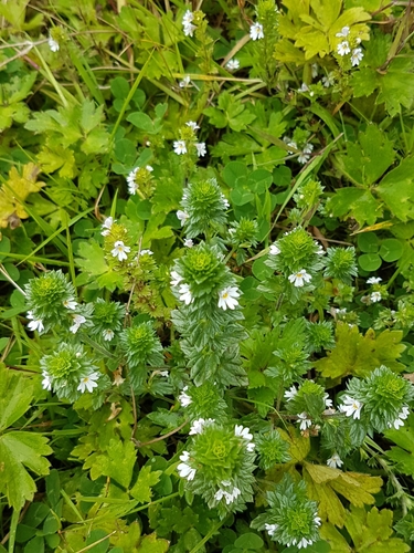 Euphrasia nemorosa (Common Eyebright)