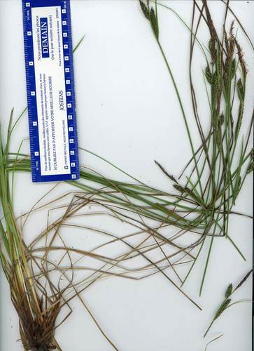 Carex nigra (smooth black sedge)