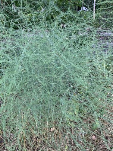 Asparagus officinalis (wild asparagus)