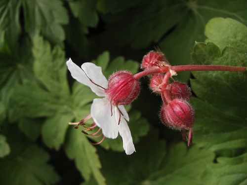 Geranium macrorrhizum (Bigroot Geranium) (alternate view 5)