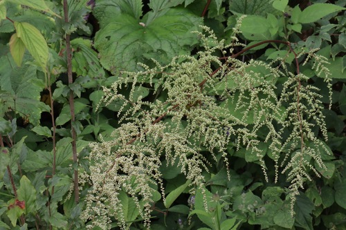 Astilbe (false goat's beards) (alternate view 8)