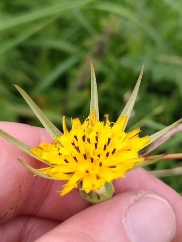 Tragopogon pratensis (meadow salsify)