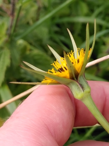 Tragopogon pratensis (meadow salsify)