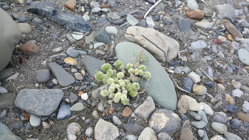 Artemisia frigida (fringed sagebrush) (alternate view 5)