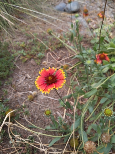 Gaillardia pulchella (firewheel)