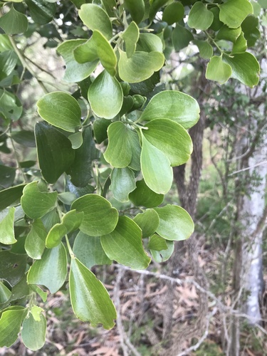 Exocarpos latifolius (Broad Leaved Native Cherry) (alternate view 8)