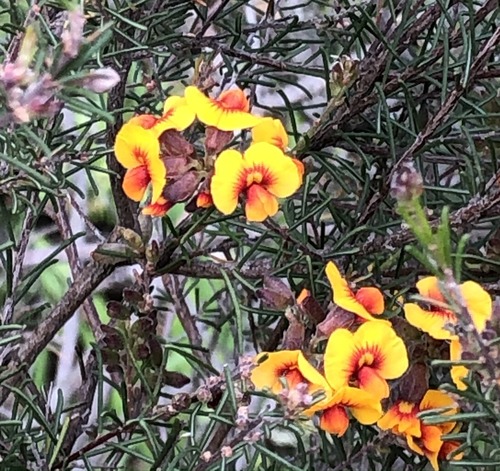 Dillwynia cinerascens (grey parrot pea) (alternate view 5)